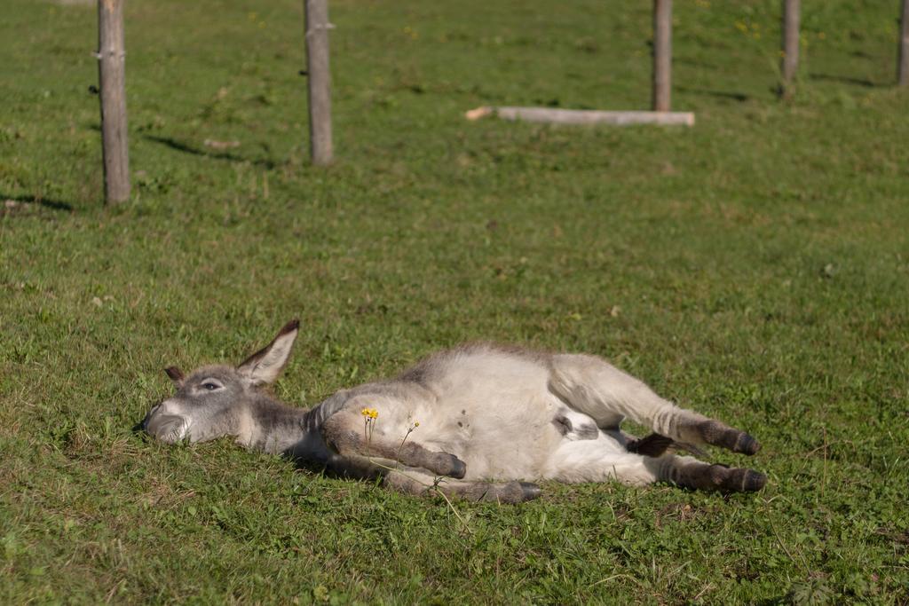 Winnewieser Vandoies Buitenkant foto