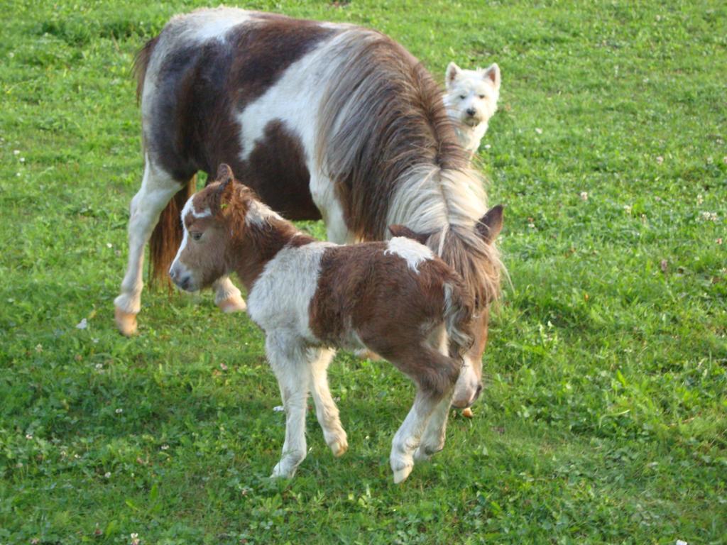 Winnewieser Vandoies Buitenkant foto