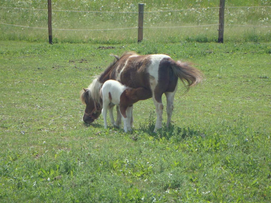 Winnewieser Vandoies Buitenkant foto
